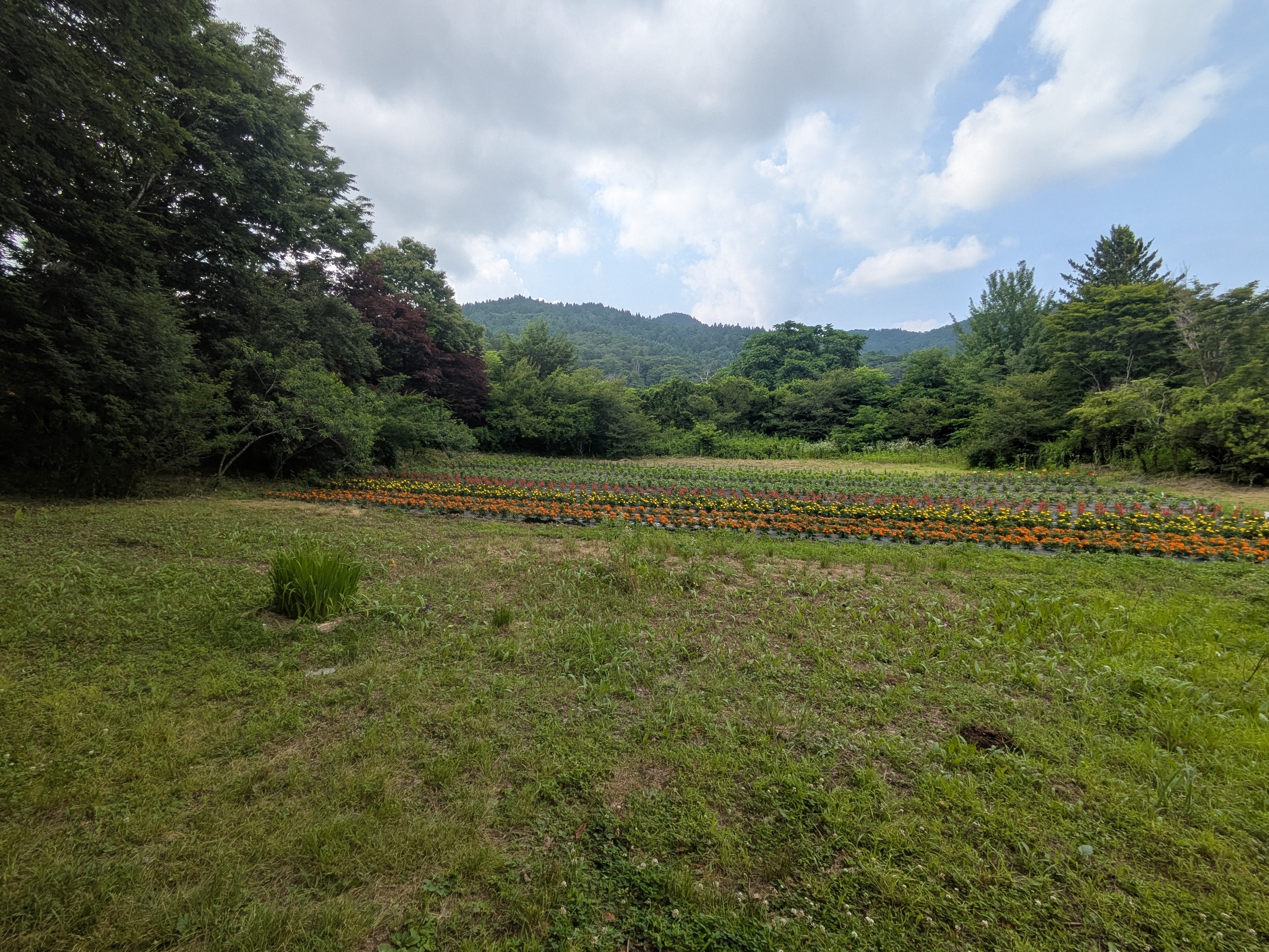 landscape